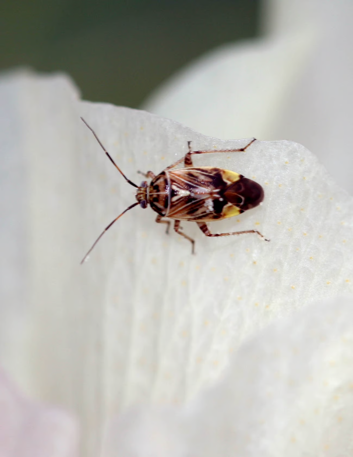 small bug on leaf