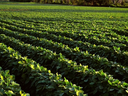 Soybean crop