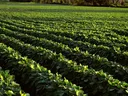 Soybean crop
