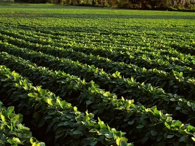 Soybean crop