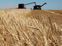 Wheat field with combine in background