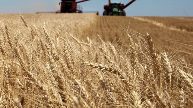 Wheat field with combine in background