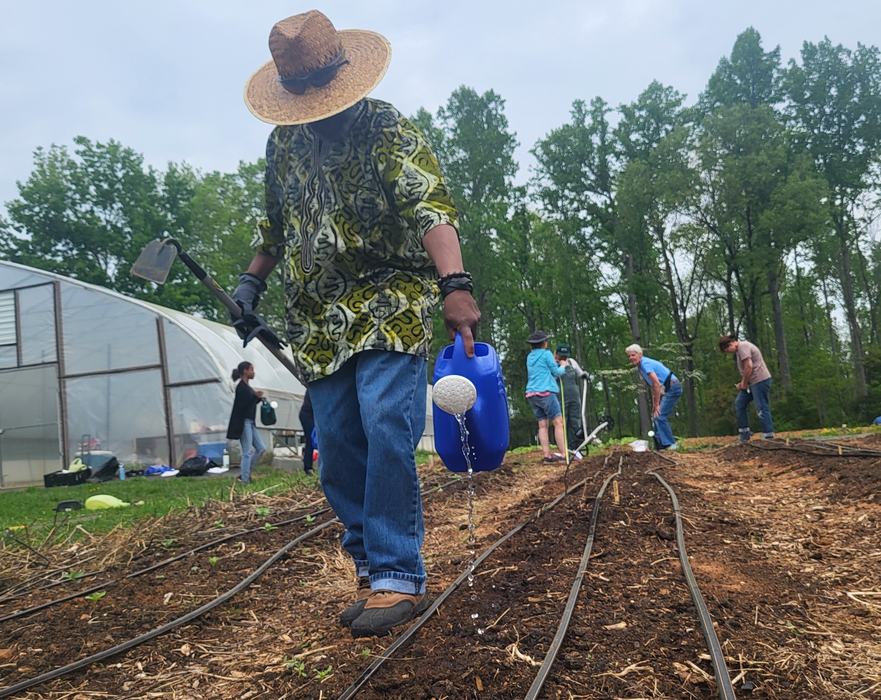 Person in straw hat pours water from blue watering can onto garden rows