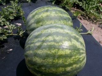 2 watermelons growing