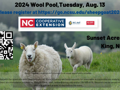 Photo of Sheep looking at the camera