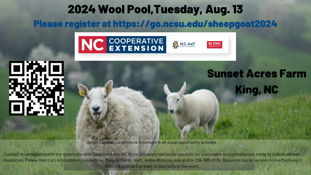 Photo of Sheep looking at the camera