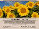 Lincoln County Cooperative Extension newsletter cover titled NEWSLETTER with sunflowers