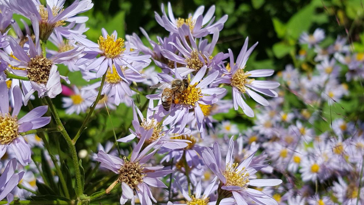 Bee on Aster