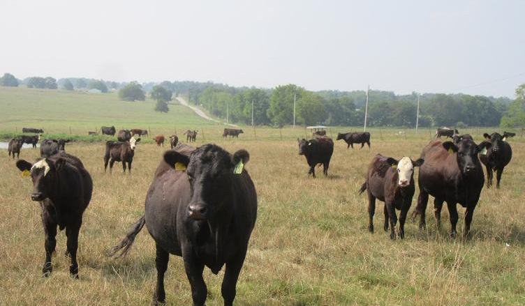 Drought Tips for Pasture Based Livestock - Haywood County Center | N.C ...