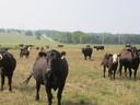 Herd of black cattle standing in grassy pasture with trees and a road in background