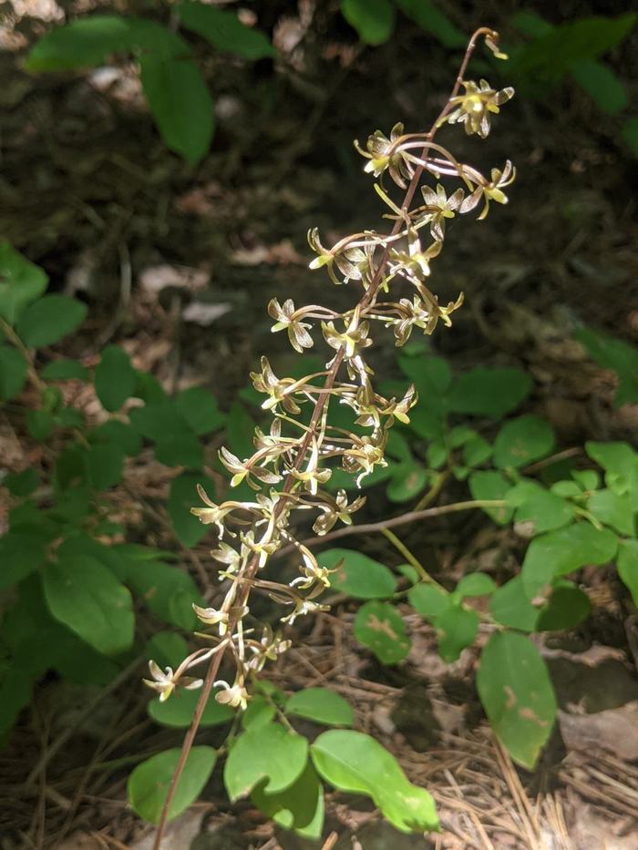 Slender spike of small pale green-yellow woodland flowers above round green leaves