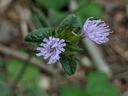 Small cluster of light purple wildflowers with green leaves, forest floor background