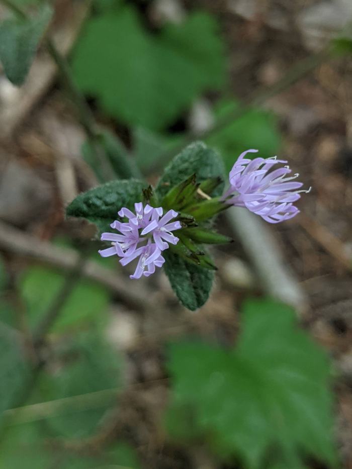 Small cluster of light purple wildflowers with green leaves, forest floor background