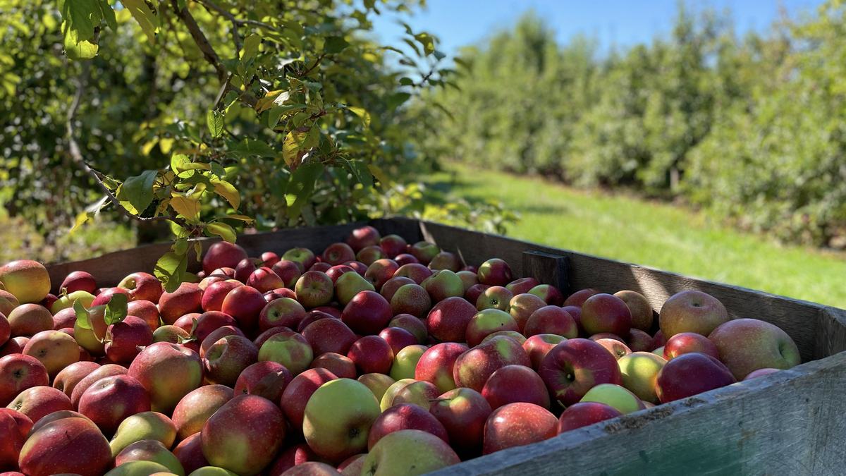 NC Apples Industry