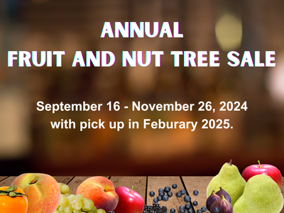 apple, blackberry, persimmon, pear, peach on wood with Fruit and nut tree sale dates