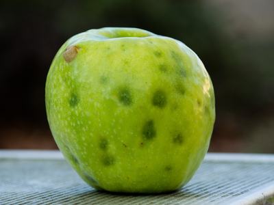Brown marmorated stink bug damage spots on apple