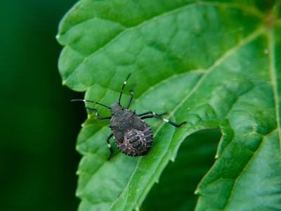 Immature brown marmorated stink bug