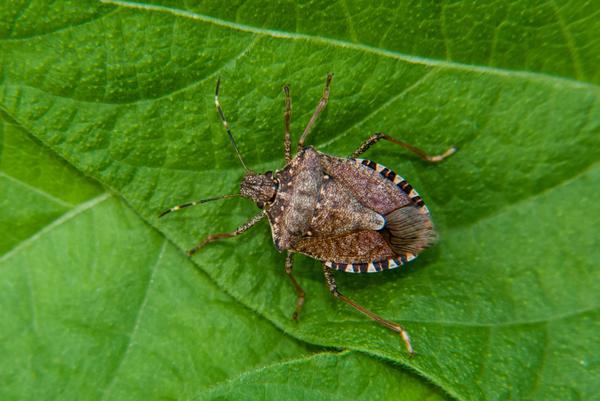 Brown Marmorated Stink Bug