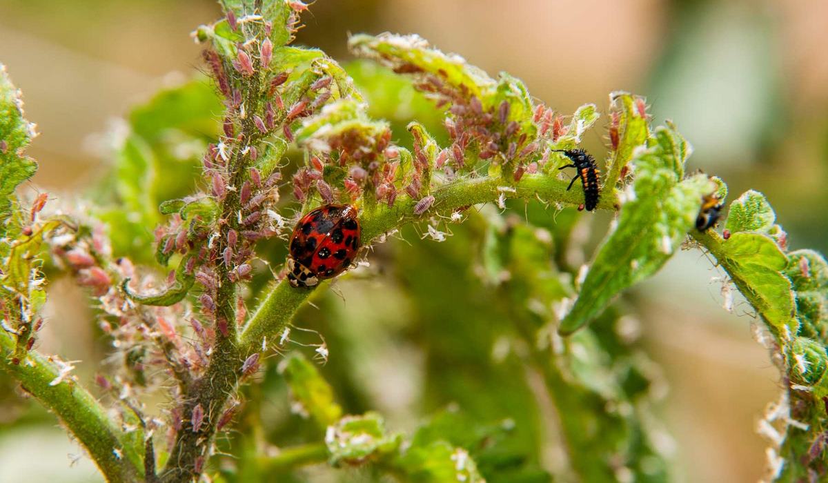 Biological Control - Integrated Pest Management | NC State Extension