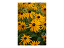 Black-eyed Susans