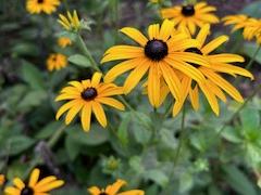 Blackeyedsusan