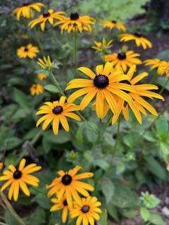 Blackeyedsusan