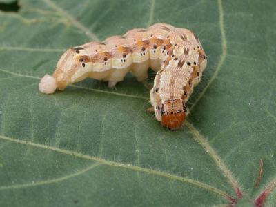 A brown worm with black spots on a green leaf.