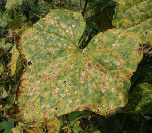 Curcurbit Downy Mildew (CDM)