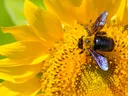 Carpenter Bee