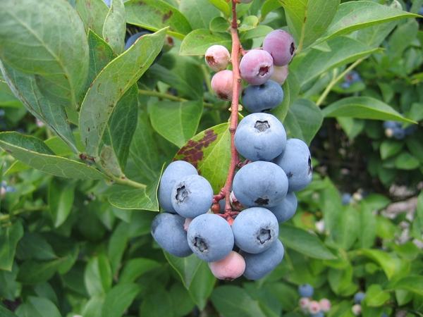 NC Blueberries