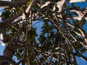 Crepe Myrtle branches