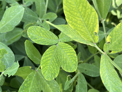 Green leaves showing holes and some yellow spots.