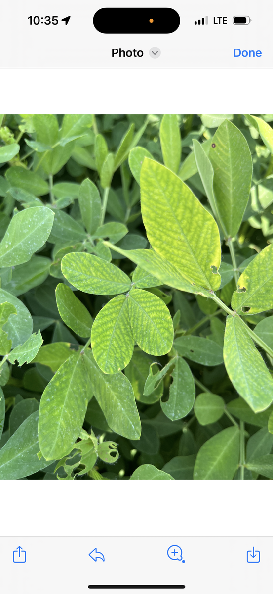 Green leaves showing holes and some yellow spots.
