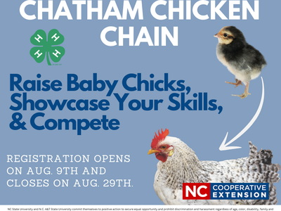Chatham Chicken Chain — Raise baby chicks, showcase your skills & compete; registration Aug 9–Aug 29