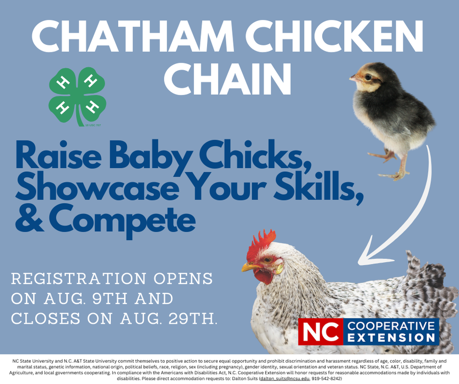 Visual graphic that says "Chatham Chicken Chain. Raise Baby Chicks, Showcase Your Skills, & Compete. It shows a chicks that will latter become a full grown hen. 