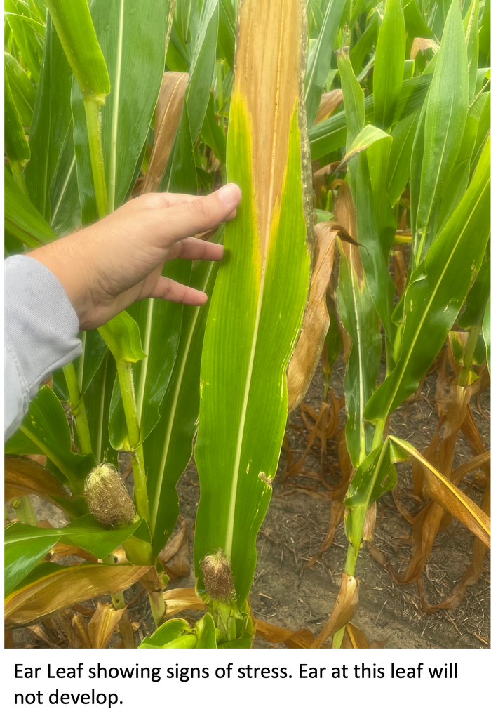 Corn Ear leaf showing signs of stress. The corn ear at this leaf will not develop.