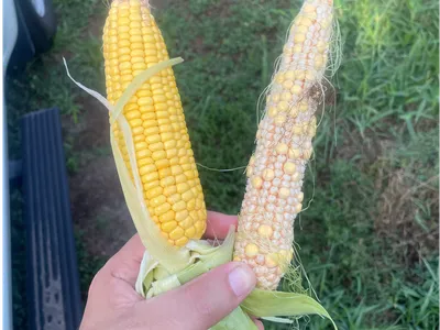 Hand holding two partially husked corn cobs, one with full yellow kernels and one sparse