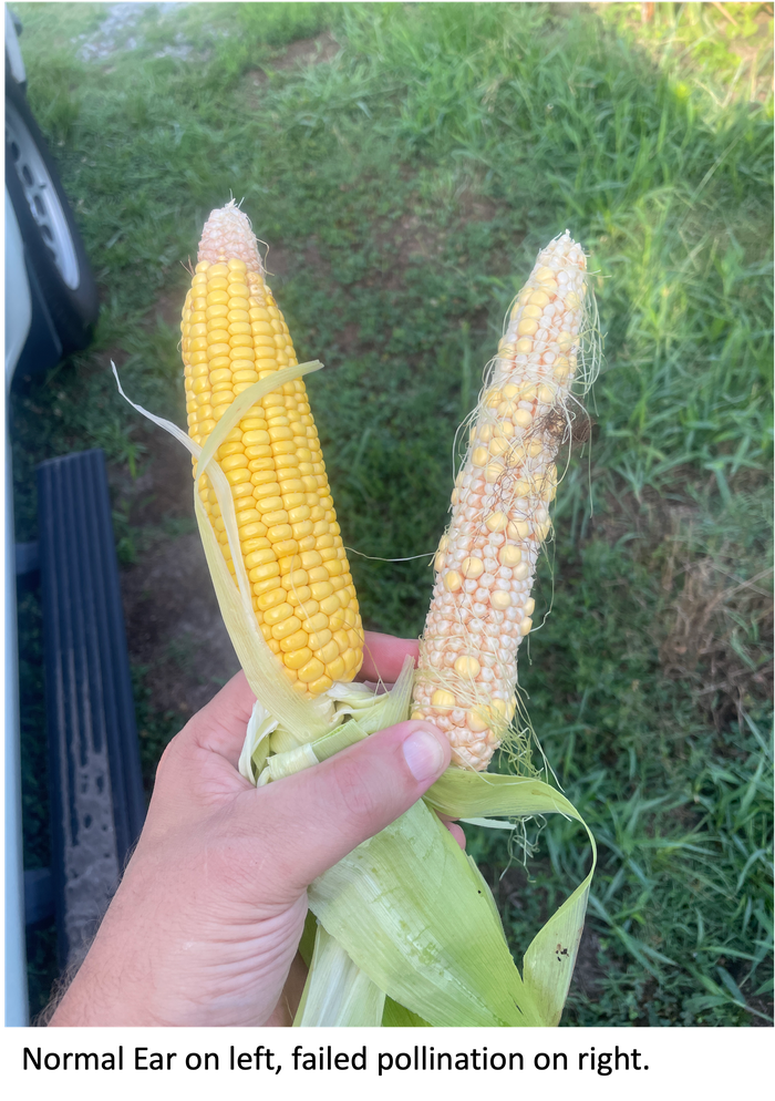 Normal corn ear on the left, failed pollination corn ear on the right.