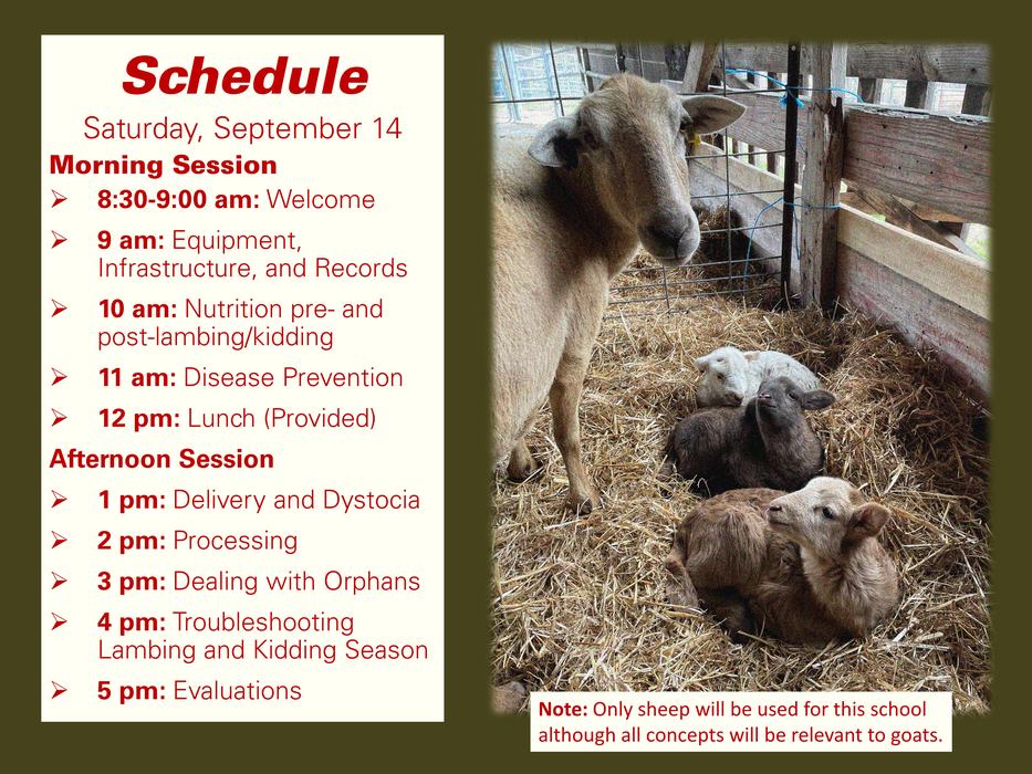 Sheep and three lambs in straw beside a schedule titled "Schedule Saturday, September 14."