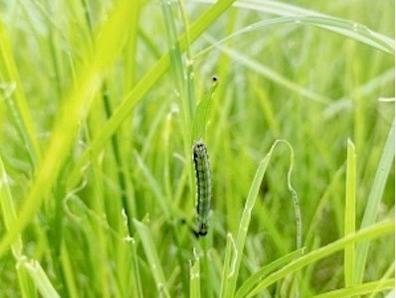 Fall armyworn in pasture