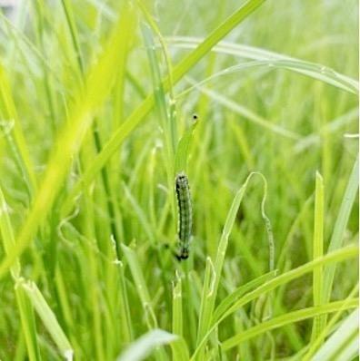 Fall armyworn in pasture