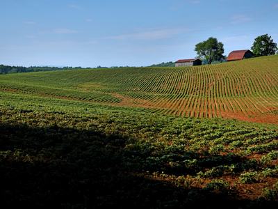 Crops in a field with barns in the background.