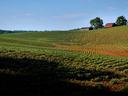 Crops in a field with barns in the background.