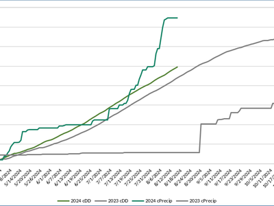 Lines showing cumulative cDD and cPrecip Apr–Oct 2024 vs 2023; legend: 2024/2023 cDD and cPrecip