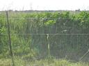 grass field