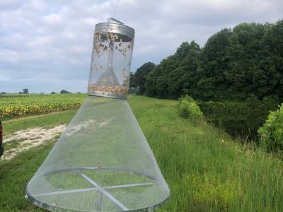 Mesh cone insect trap with moths inside, mounted in a grassy field by trees.