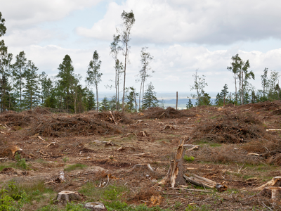 Forest after clearcutting for harvest.
