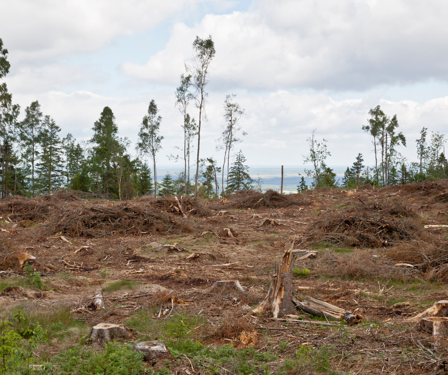 Forest after clearcutting for harvest.