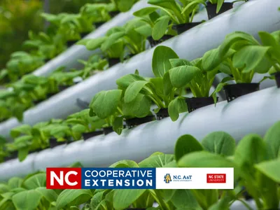 gardening without soil