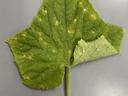 Cucumber downy mildew symptoms
